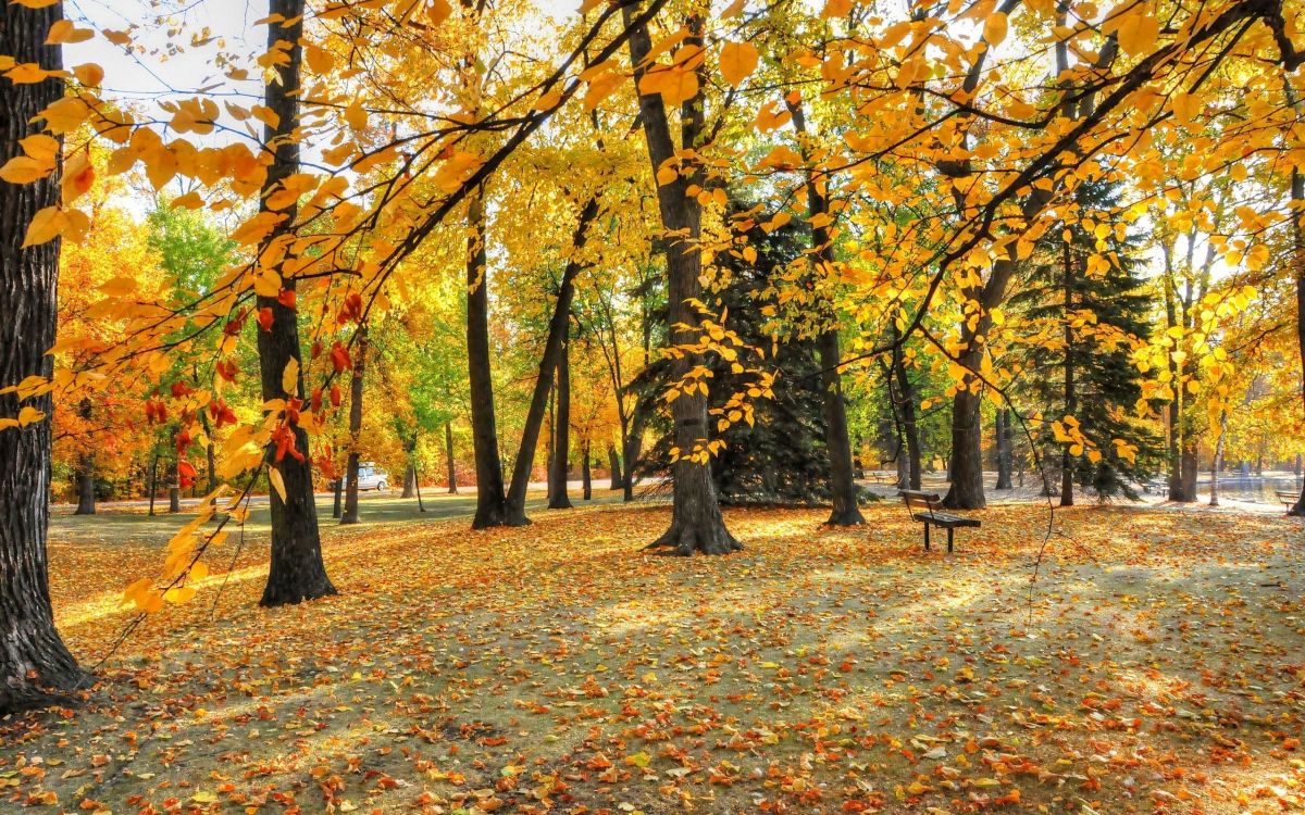 Обои дерево, лист, природа, листопадные, осень в разрешении 2560x1600