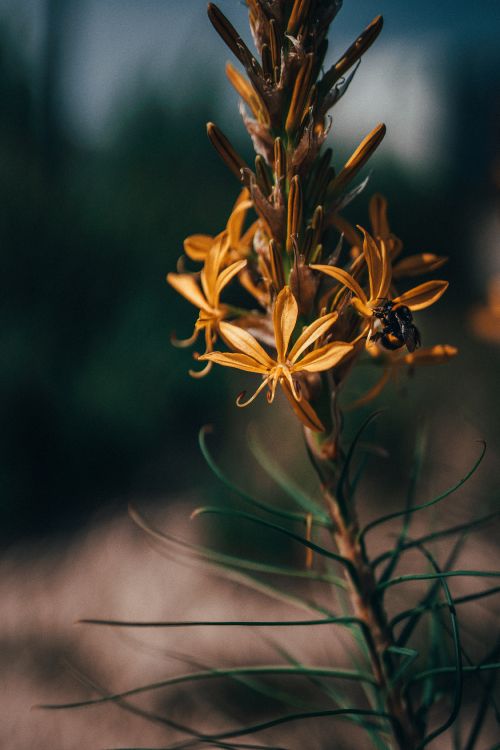 Обои цветок, растение, лист, ботаники, цветковое растение в разрешении 4631x6943