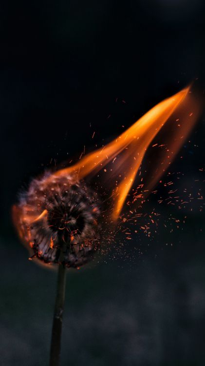 Обои эстетический одуванчик в огне, огонь, жидкий, растение, газ в разрешении 1440x2560