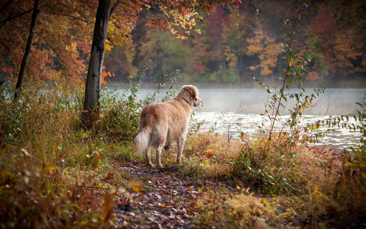 Обои золотистый ретривер, пес, собака породы, дерево, осень в разрешении 1920x1200