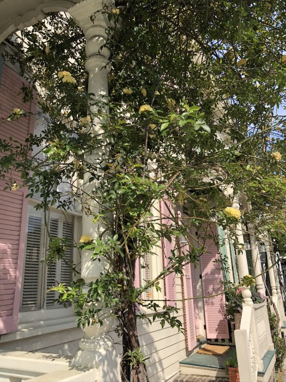 Обои дерево, физика, наука, ветвь, арка в разрешении 1536x2048