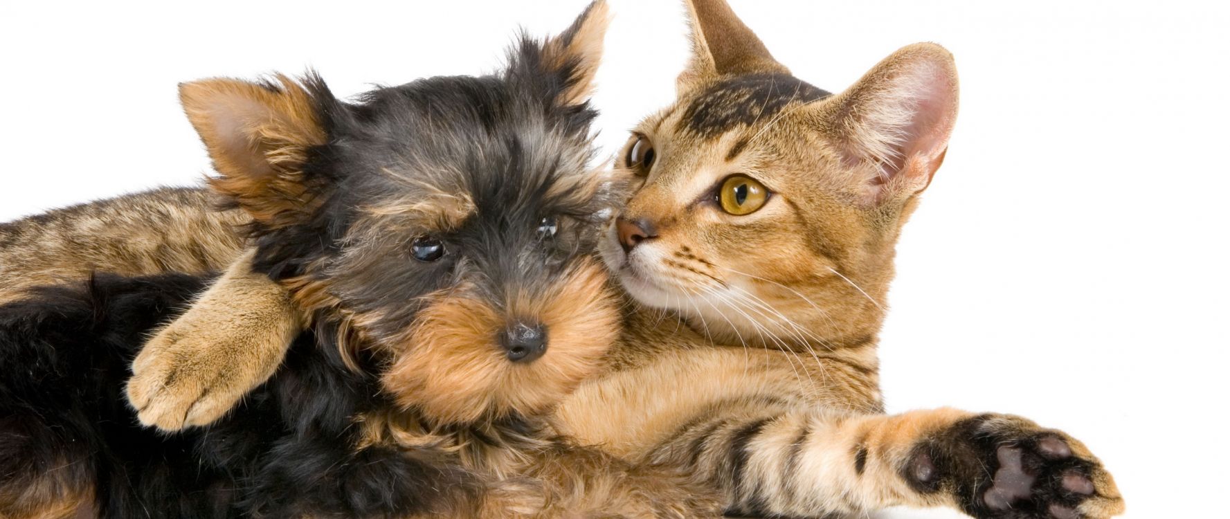Обои кот, пес, щенок, собака породы, Йоркширский терьер в разрешении 2560x1080