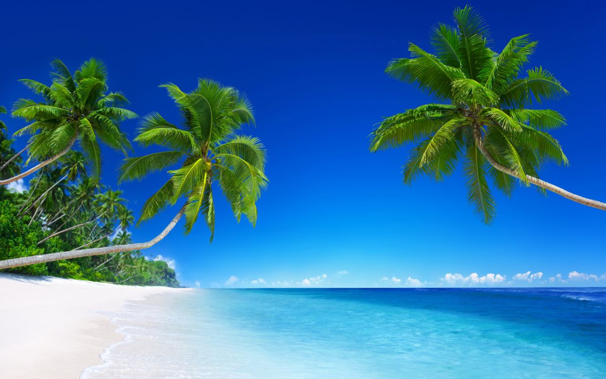 Обои пляж, тропическая зона, природа, Пальма, океан в разрешении 5120x3200
