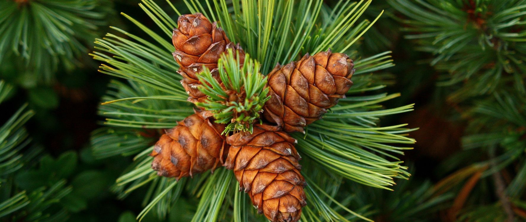 Обои сосна, ель, дерево, Кедра, Хвойные в разрешении 2560x1080