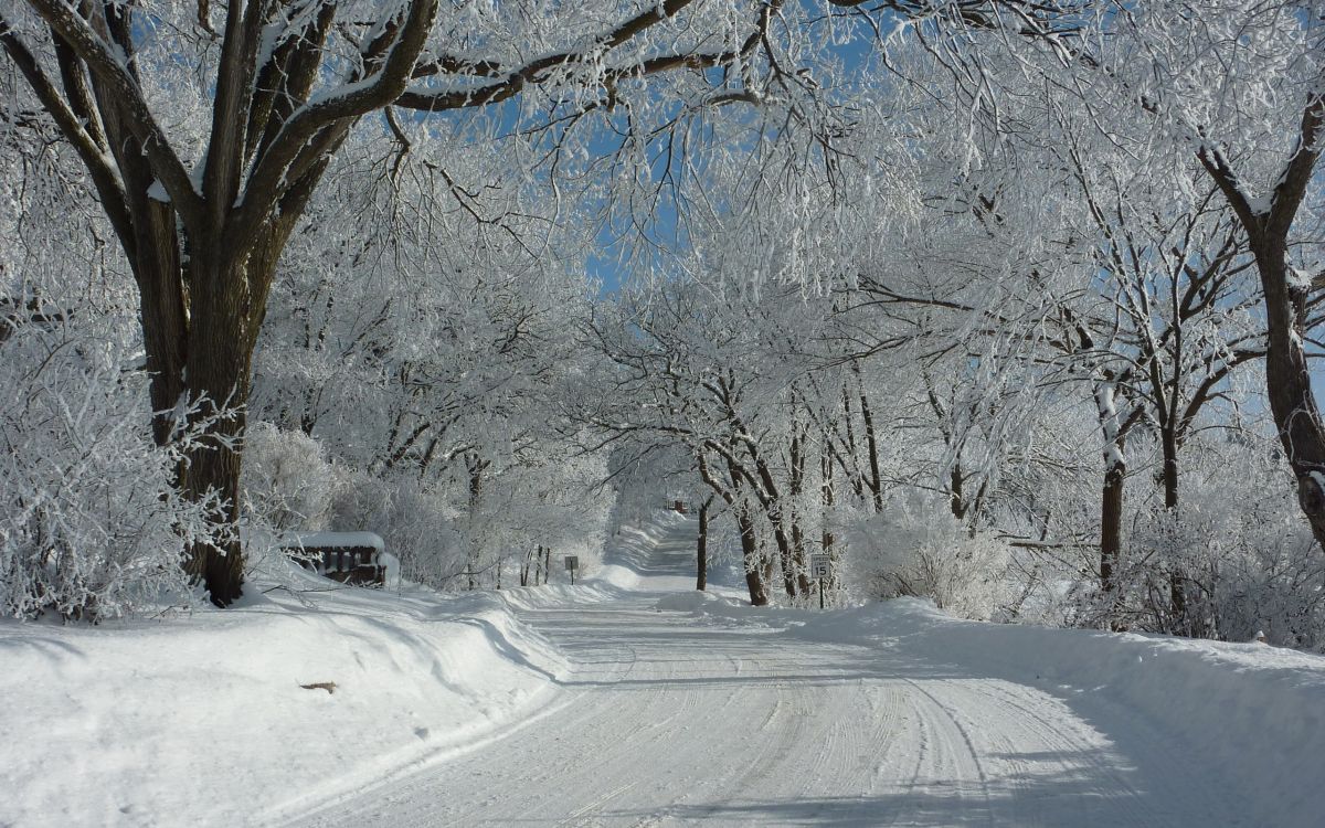 Обои снег, зима, дерево, замораживание, мороз в разрешении 2560x1600