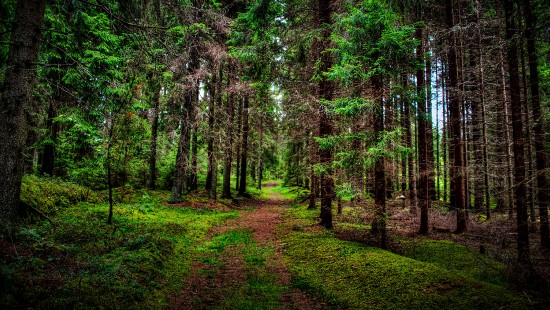 Сосновый лес обои Full HD, HDTV, 1080p 16:9, сосновый лес HD картинки,  1920x1080 фото скачать бесплатно