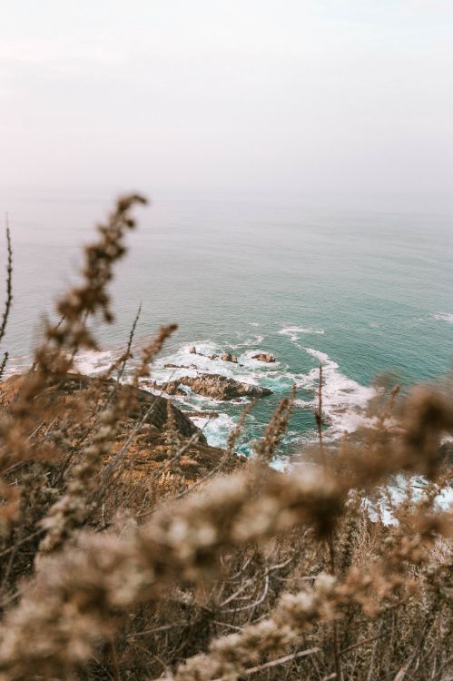 Обои океан, побережье, водоем, дерево, пляж в разрешении 3265x4898