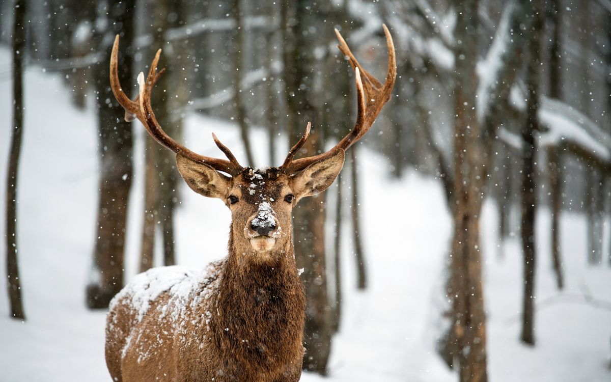 Обои олень, живая природа, олений рог, снег, зима в разрешении 2560x1600