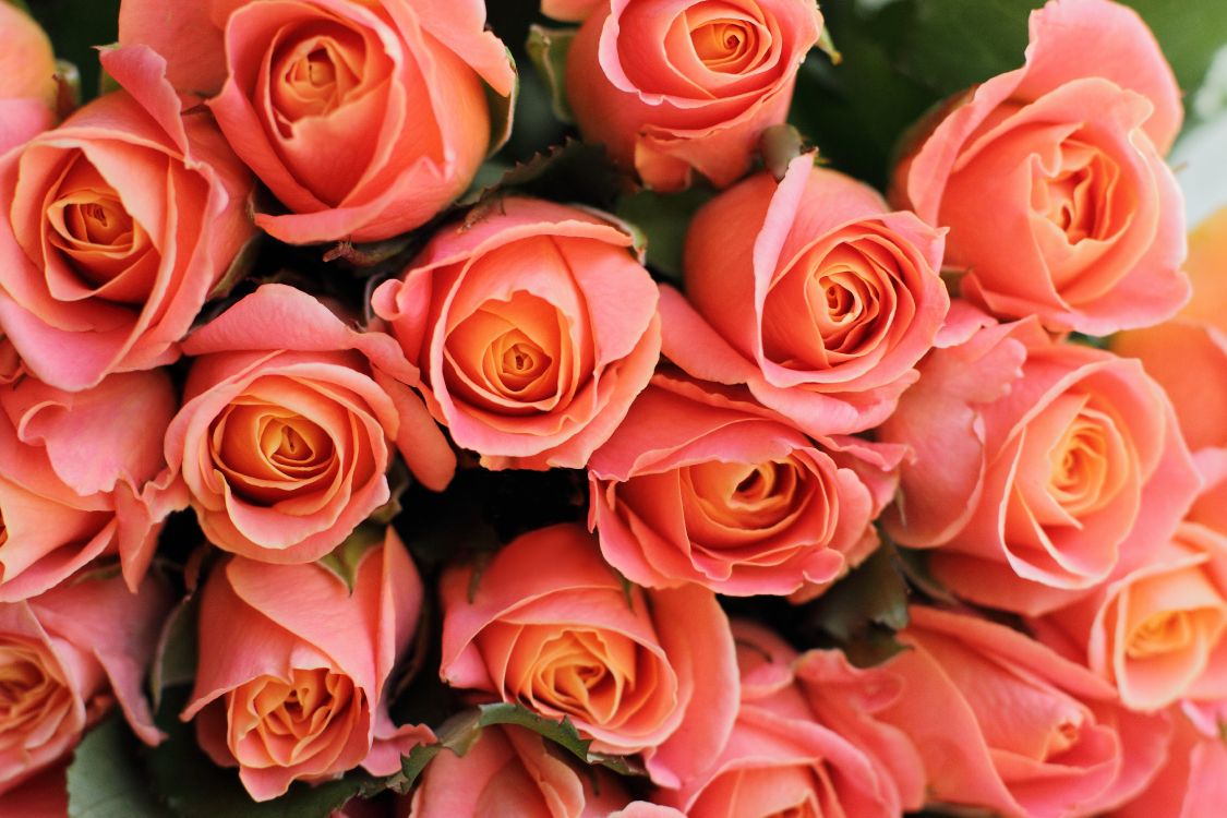 Обои цветочный букет, цветок, Роза, сад роз, цветковое растение в разрешении 5184x3456