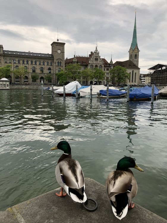 Обои мошенник, Дикая утка, утка, вода, водоплавающие птицы в разрешении 1536x2048