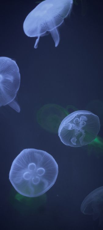 Обои Медуза, cnidaria, голубая медуза, вода, Пелагия noctiluca в разрешении 1080x2400