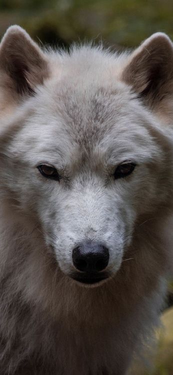 Обои живая природа, пес, глаз, собака породы, волк в разрешении 1080x2340