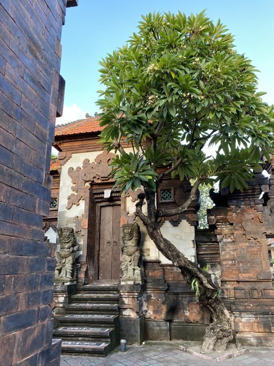 Обои дерево, древняя история, кирпич, стена, лист в разрешении 1536x2048