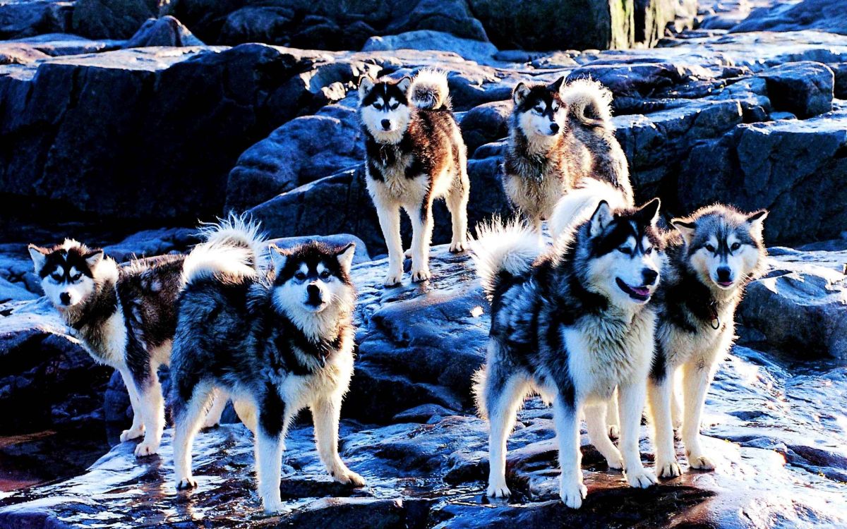 Обои канадская эскимосская собака, американская эскимосская собака, Себирская Хаски, щенок, собака породы в разрешении 2560x1600