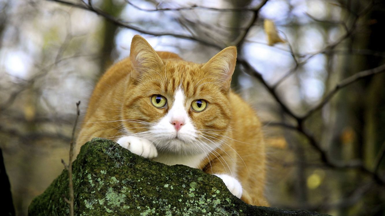 Обои кот, бакенбарды, полосатый кот, ветеринарный врач, кошачьих в разрешении 2048x1152