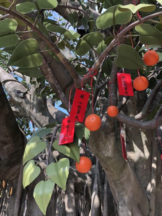 Обои Флора, фруктовое дерево, биология, наука, ветвь в разрешении 1536x2048