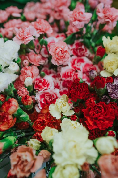 Обои цветок, срезанные цветы, сад роз, красный цвет, розовый в разрешении 5304x7952