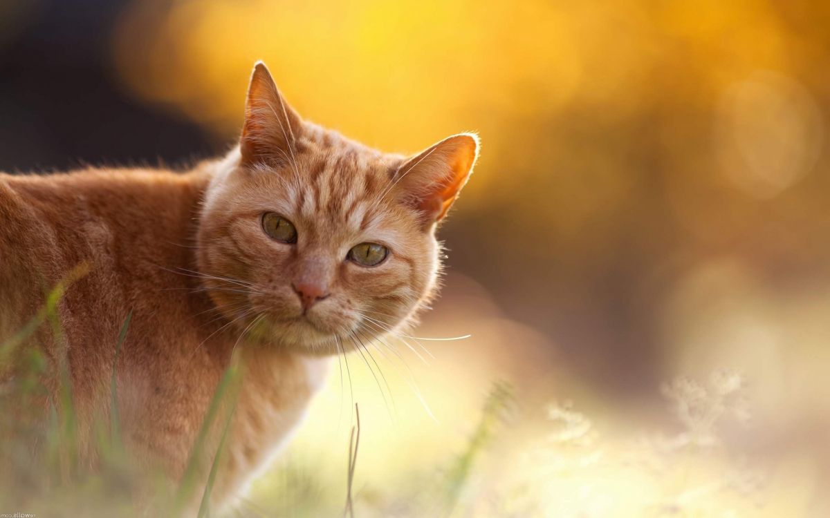 Обои кот, полосатый кот, бакенбарды, морда, Дикая кошка в разрешении 2560x1600