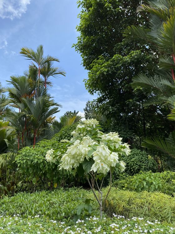 Обои растительность, растительное сообщество, цветок, сад, древесные растения в разрешении 1536x2048