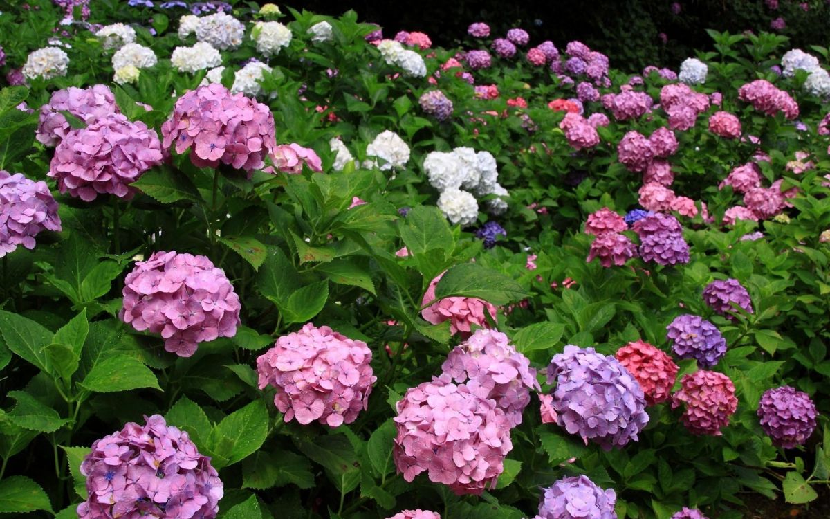 Обои французская Гортензия, цветковое растение, hydrangeaceae, растение, розовый в разрешении 1920x1200