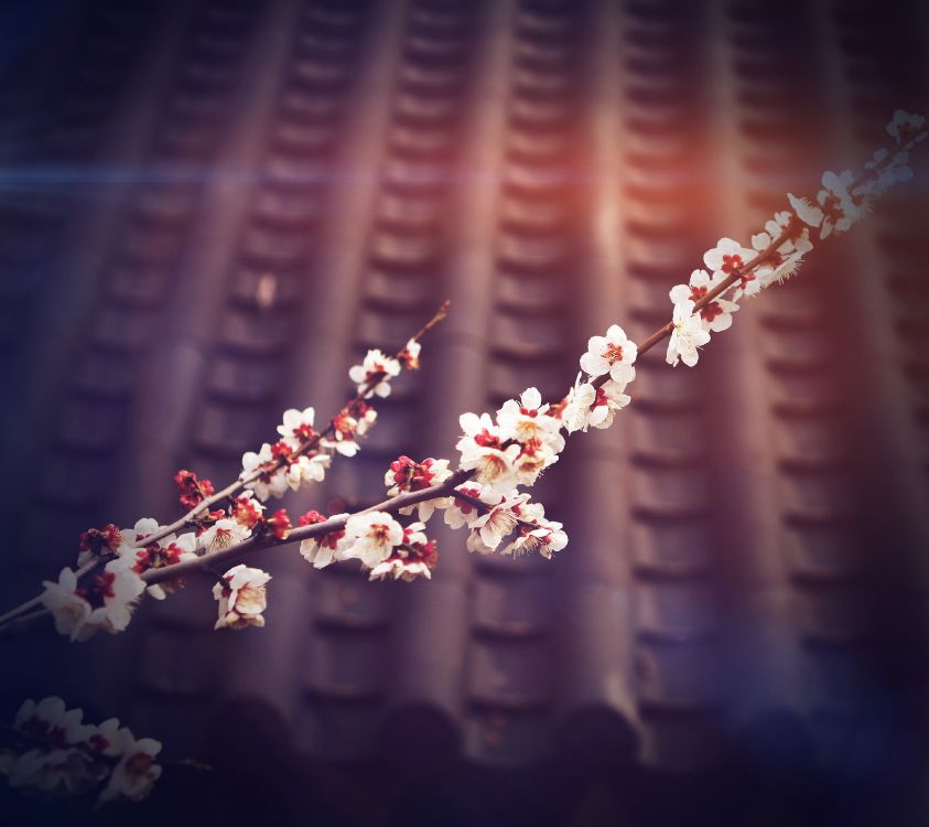 Обои цветок, расцвет, весна, ветвь, розовый в разрешении 2880x2560