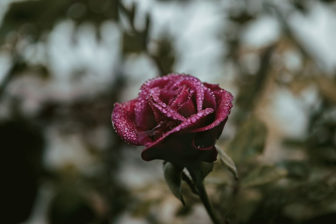 Обои цветок, Роза, лепесток, розовый, сад роз в разрешении 6000x4000
