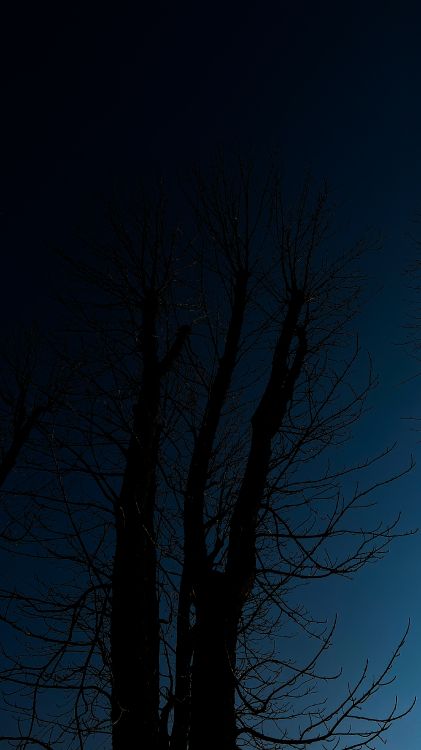 Обои дерево, древесина, пейзаж, прут, ветвь в разрешении 2268x4032