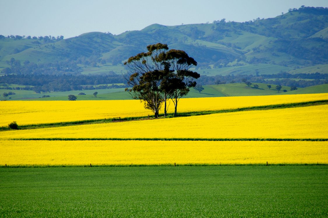 Обои поле, расповое, сенокосное угодье, природа, желтый в разрешении 4272x2848