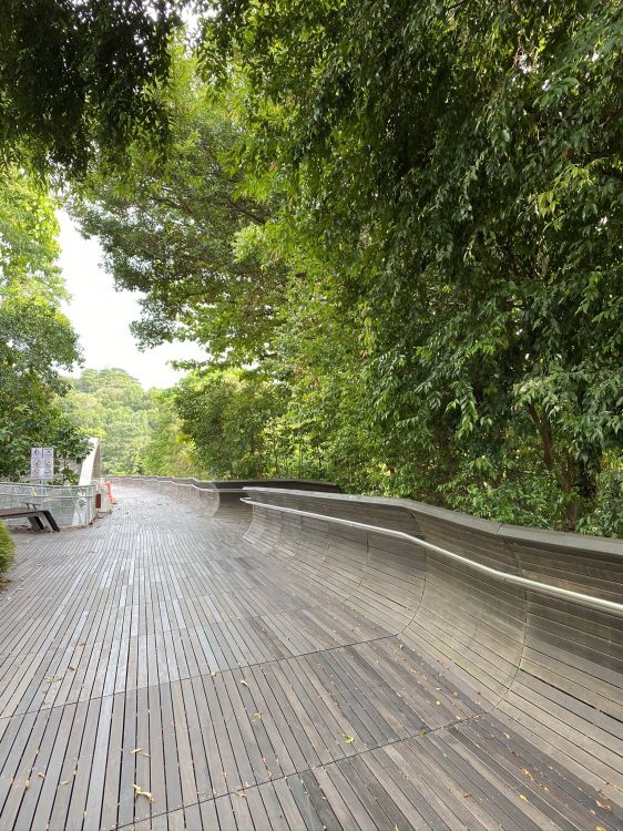 Обои путь, дорожное покрытие, лист, древесина, твердая древесина в разрешении 1536x2048