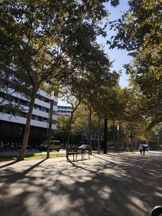 Обои дерево, общественное место, древесные растения, полутона и оттенки, тень в разрешении 1536x2048