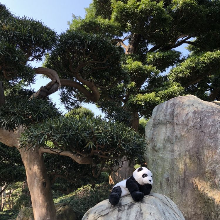 Обои Гонконг, дерево, гигантская панда, наука, экология в разрешении 1772x1772