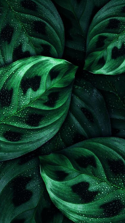 Обои лист, андроид, Nokia, зеленый, ботаники в разрешении 3240x5760