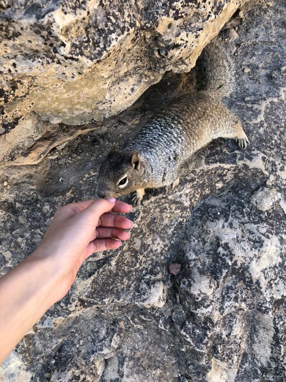 Обои наука, биология, адаптация, наземные животные, мех в разрешении 1536x2048