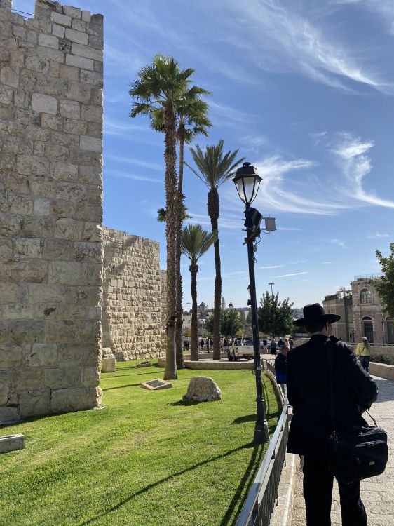 Обои пальмовые рощи, археологический памятник, человек, дерево, каменная стена в разрешении 1536x2048