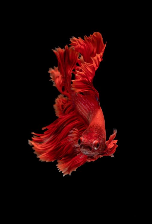 Обои рыба, кои, красный цвет, человеческое тело, арт в разрешении 3800x5600