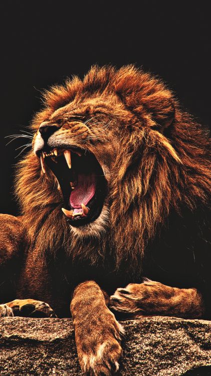 Обои лев черный, Лев, черный, постер, фреска в разрешении 3240x5760