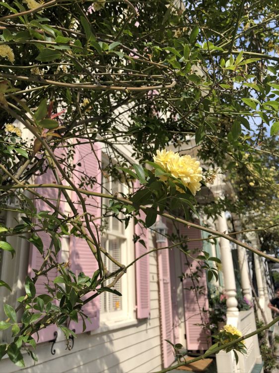 Обои цветок, цветковое растение, семья Роуз, флористика, ветвь в разрешении 1536x2048