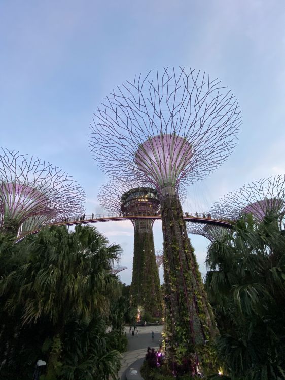 Обои Сингапур, Марина Сити Парк, пальмовые рощи, достопримечательность, сад в разрешении 1536x2048