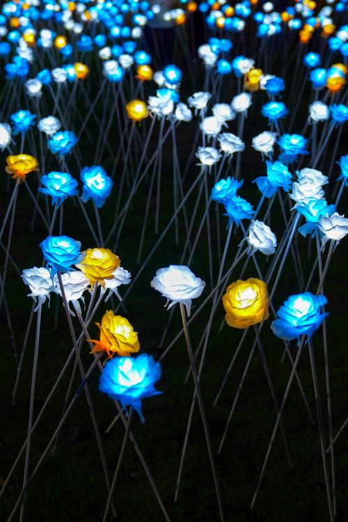 Обои полевой цветок, Партия пользу, синий, желтый, освещение в разрешении 3260x4887