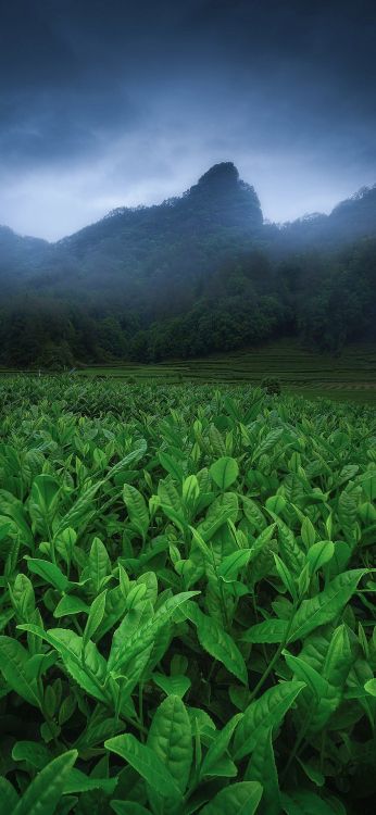 Обои растительность, растение, гора, зеленый, облако в разрешении 885x1917