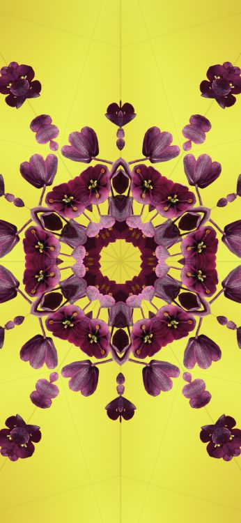 Обои iOS 17, лепесток, яблоко, Операционная система, ios в разрешении 1290x2796