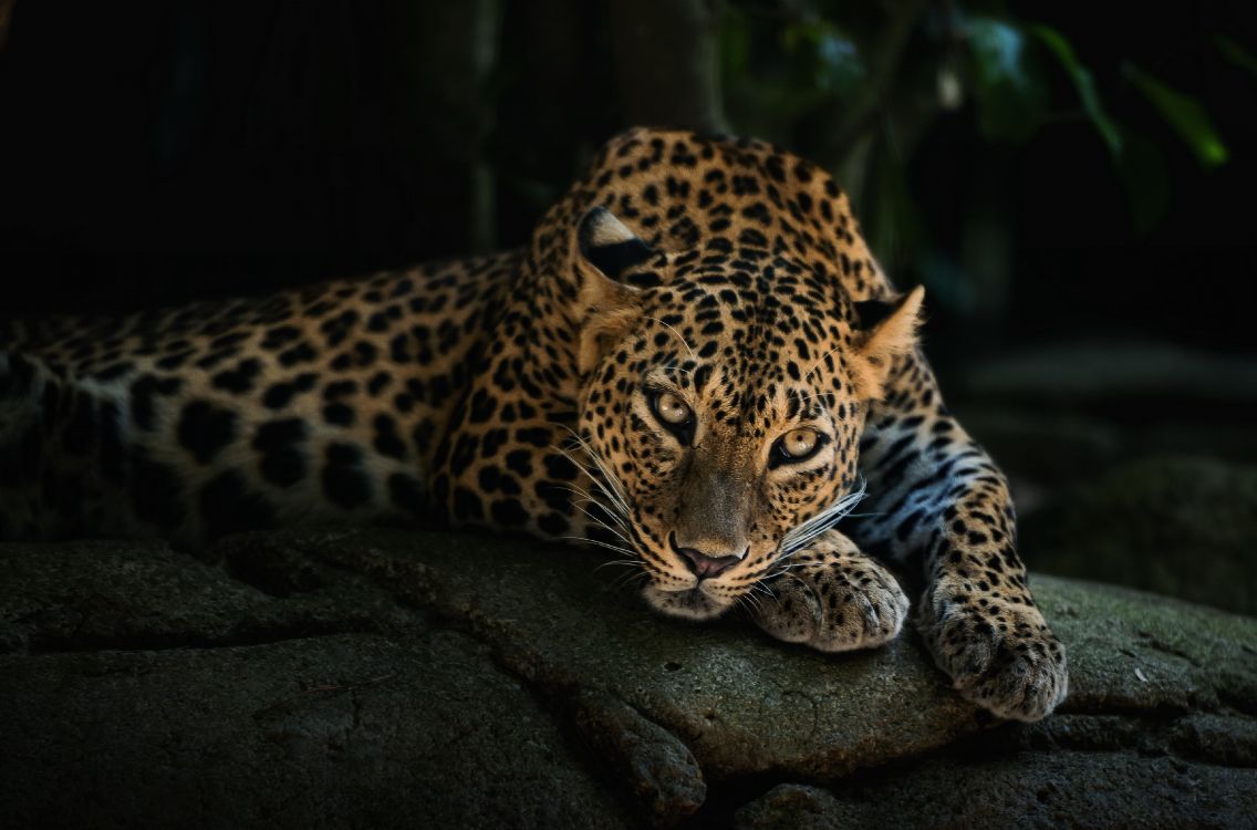 Обои кошачьих, большая кошка, африканский леопард, Ягуар, наземные животные в разрешении 4000x2640