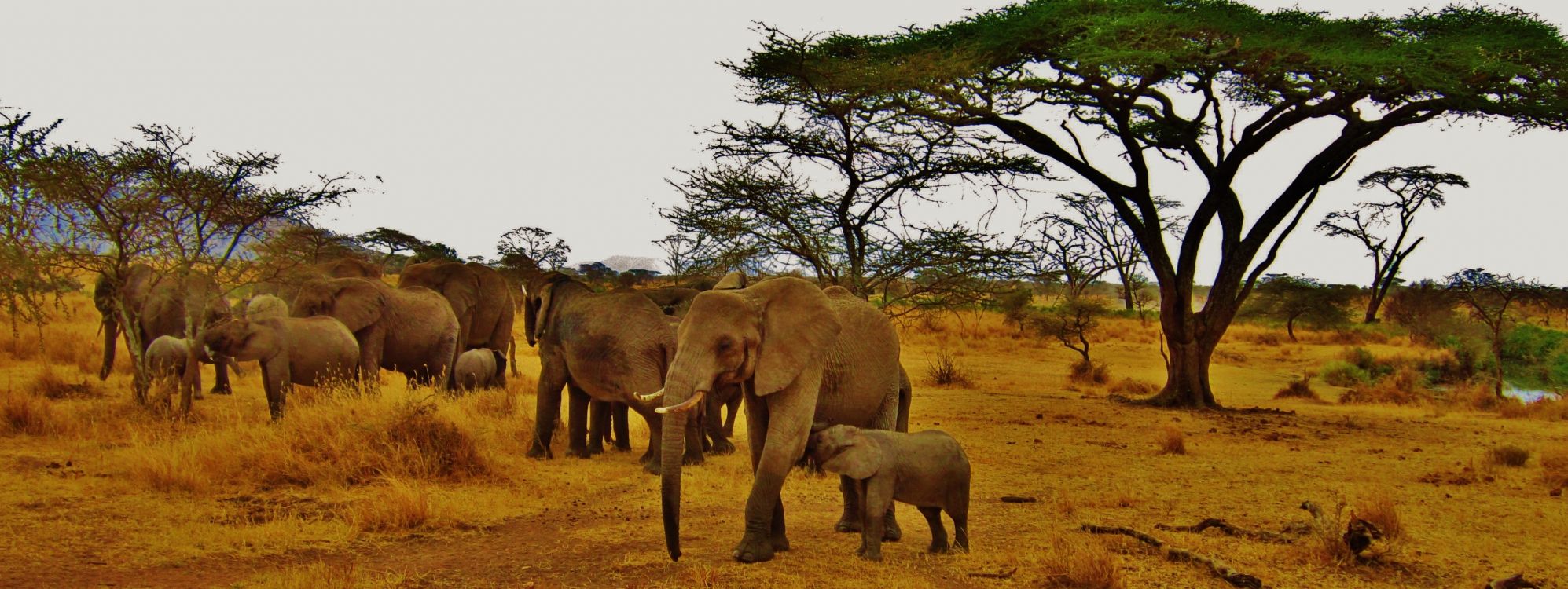 Обои сафари, Слон, живая природа, наземные животные, слоны и мамонты в разрешении 4212x1583
