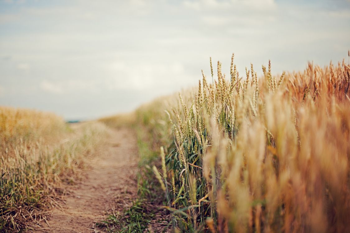Обои поле страна, поле, семейство травы, сенокосное угодье, прерия в разрешении 2048x1365