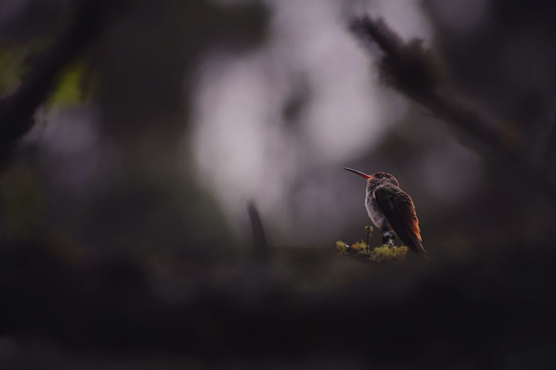 Обои клюв, дятел, Колибри, животное, природа в разрешении 4288x2848