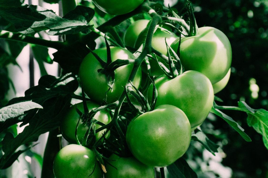 Обои помидор, овощ, зеленый, растение, фрукты в разрешении 6000x4000
