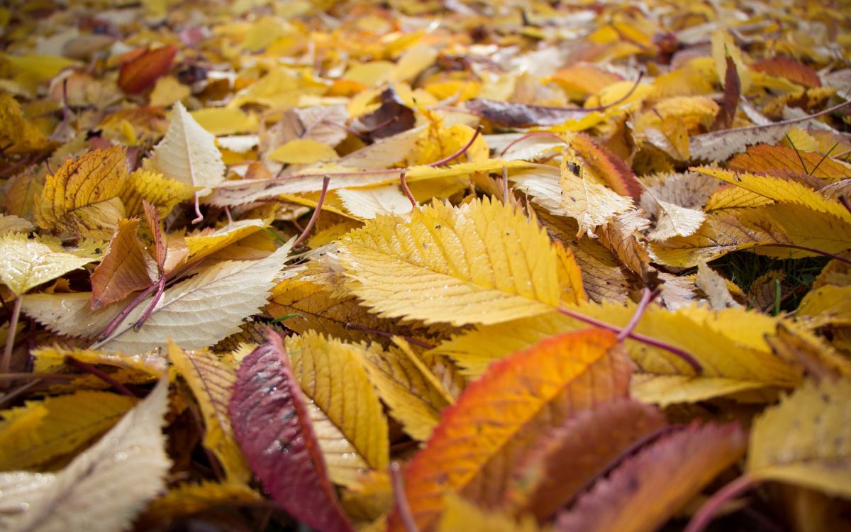 Обои лист, осень, листопадные, желтый в разрешении 2560x1600
