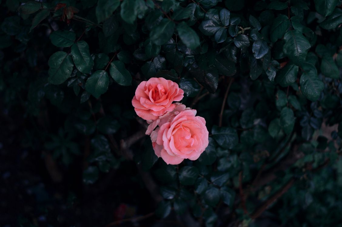 Обои цветок, Роза, красный цвет, розовый, сад роз в разрешении 6016x4000