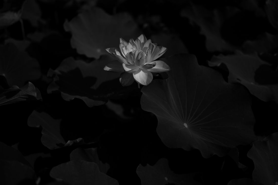 Обои цветок, черный, природа, белые, лепесток в разрешении 6000x4000
