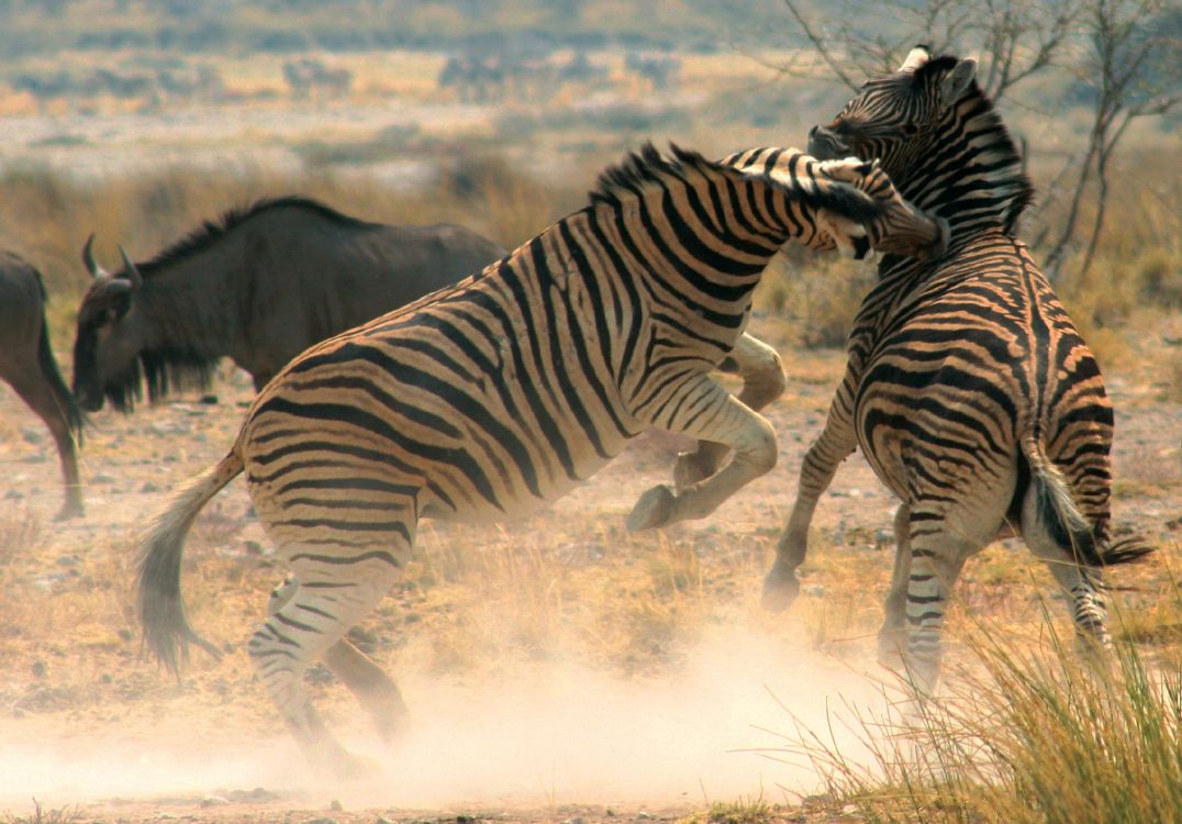 Обои Национальный Парк Чобе, водопад Виктория, зебра, наземные животные, живая природа в разрешении 2048x1427